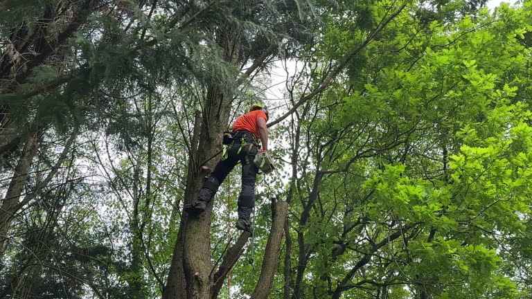 Best Storm Damage Tree Cleanup  in Avondale, PA